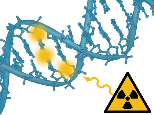 Illustration of radiation altering the genome: a &lsquo;multisite de novo mutation&rsquo; (MSDN) occurs when two or more defects occur adjacently in the DNA strands of 20 base pairs.
