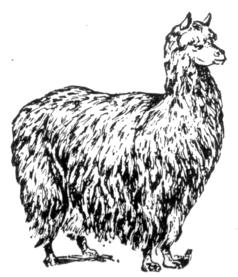 a fluffly alpaca